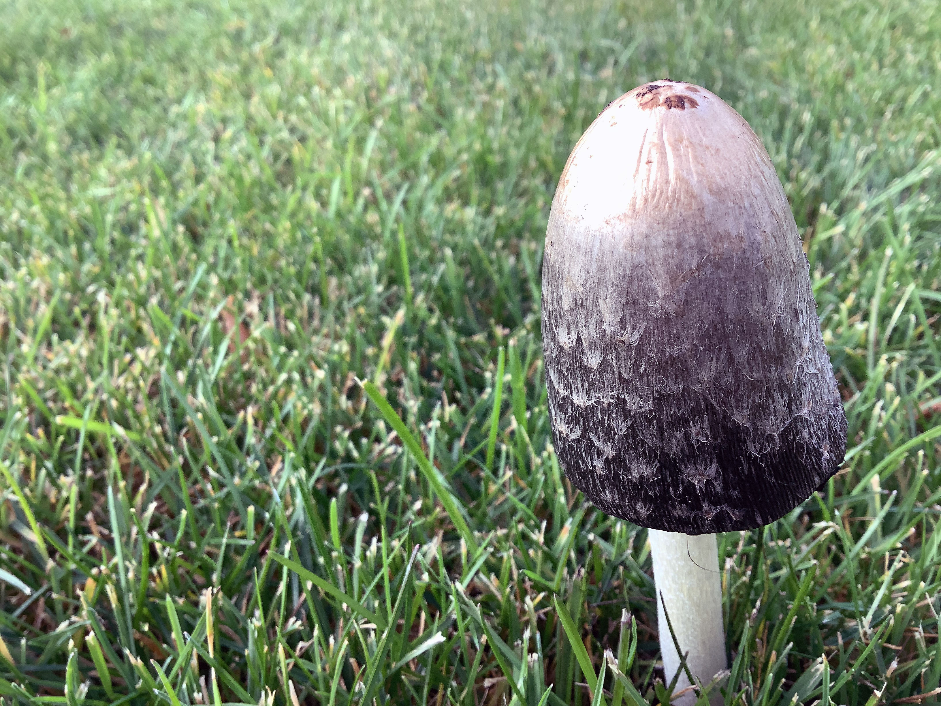 Blog post thumbnail:The Flipside of Agriculture